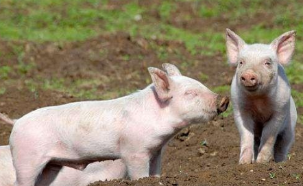 10月14日全国20公斤仔猪价格表，多地仔猪价格跌至60元/公斤！