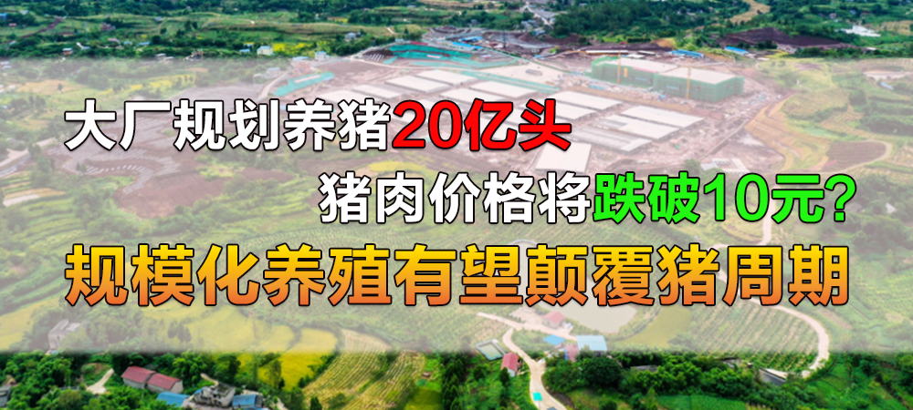 大厂规划养猪20亿头，肉价将跌破10元？规模化养殖有望颠覆猪周期