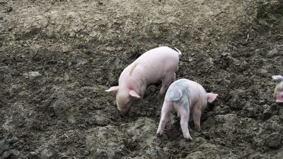 10月16日全国10公斤仔猪价格表，仔猪行情继续下滑！