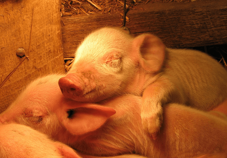 10月15日10公斤仔猪价格，下跌成常态，秋冬仔猪管理很重要