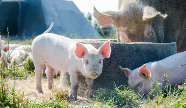陕西：生猪生产基本恢复到常年水平