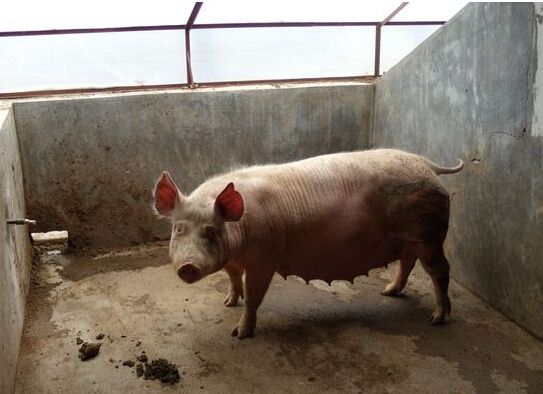 10月18日全国各地区种猪价格报价表，种猪价格局部下调！