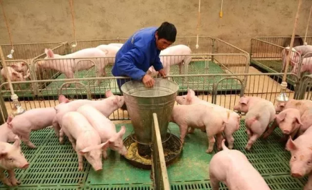 农业农村部：设立生猪养殖环境补偿制度