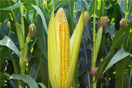 10月19日全国玉米价格行情，每吨上涨千元，玉米再破新高！