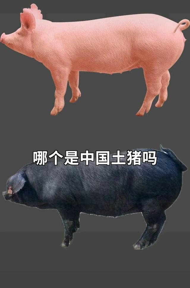 中国土猪