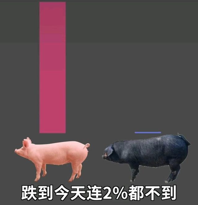 中华土猪