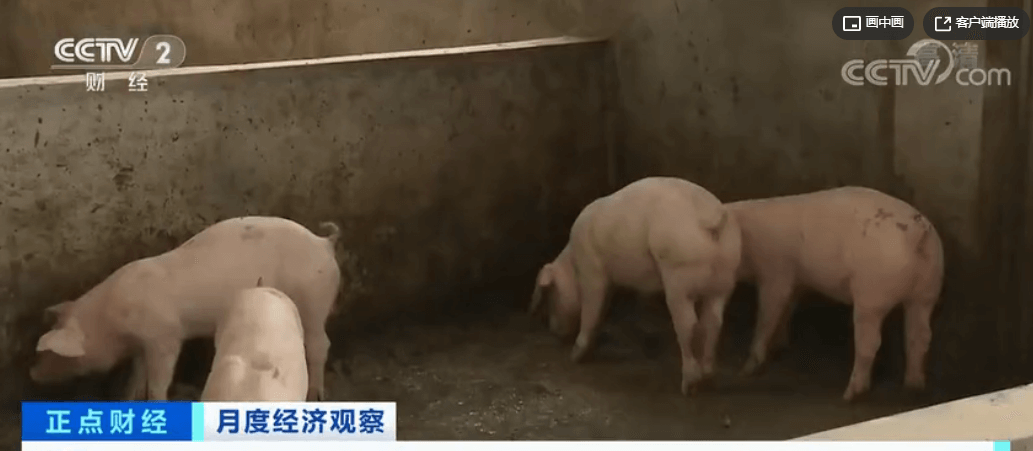生猪产能恢复加快，养殖补栏积极性高