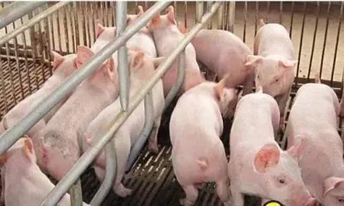 农业农村部：生猪存栏恢复加速，猪肉下跌有戏！