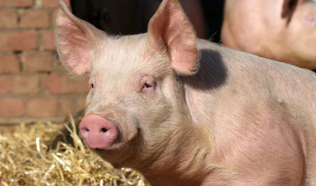 农业农村部：年内非洲猪瘟疫情扑杀生猪1.35万头 损失明显下降