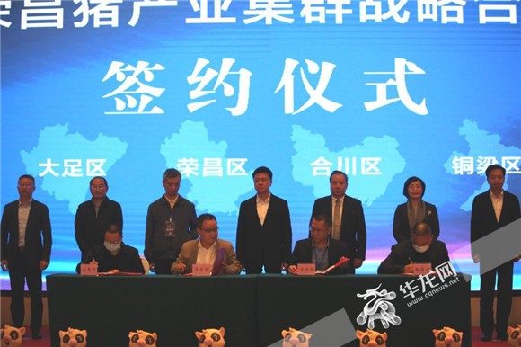 荣昌猪产业集群战略合作签约仪式。