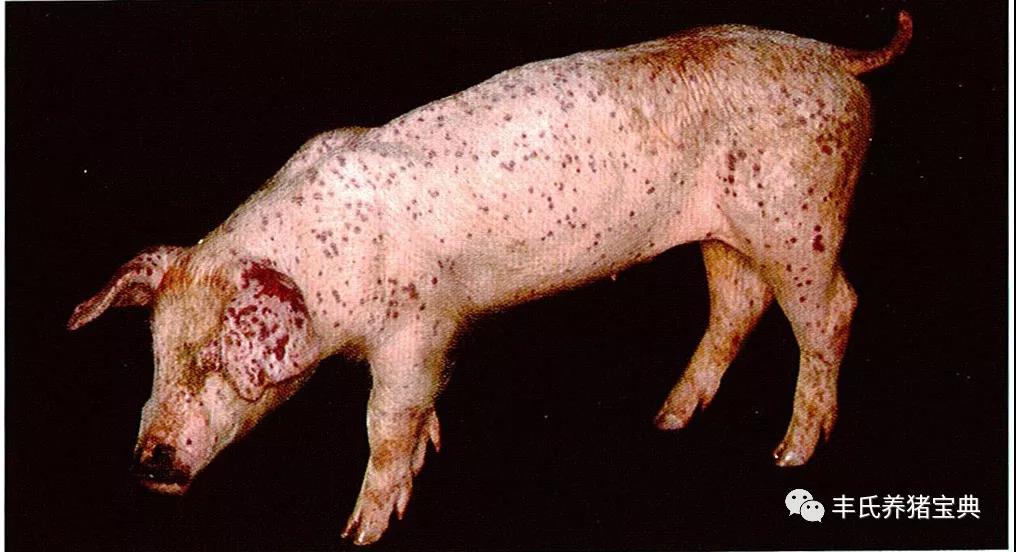 猪感染了圆环病毒该怎么治疗