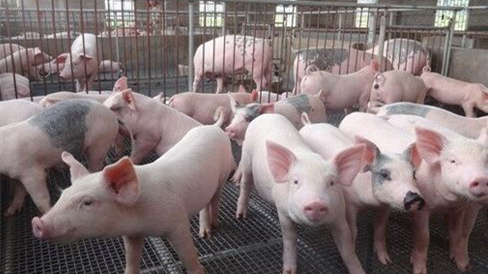 10月24日全国20公斤仔猪价格表，仔猪价格已然跌破60元/斤！