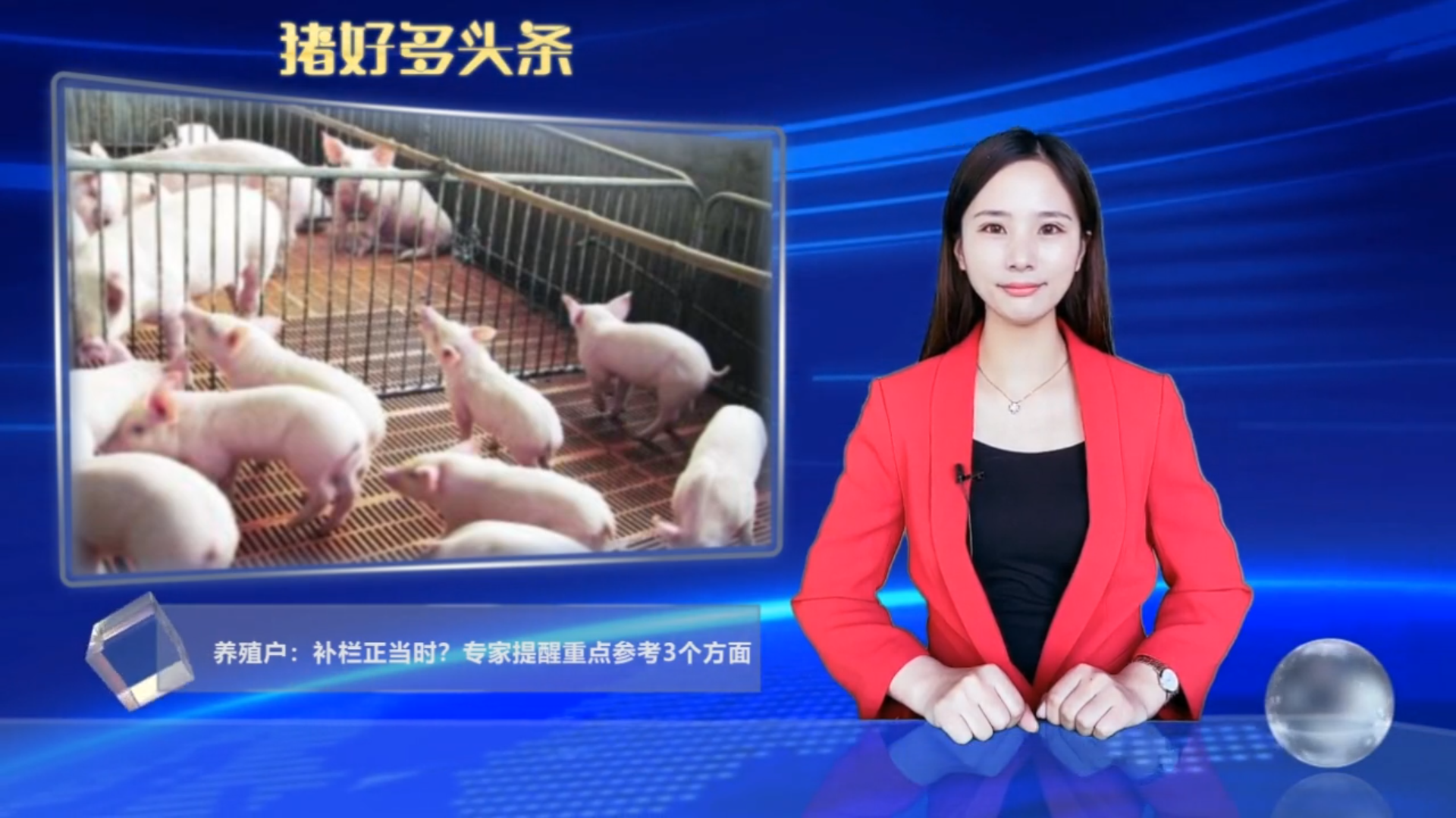 仔猪价格暴跌！养殖户：补栏正当时？专家提醒重点参考3个方面