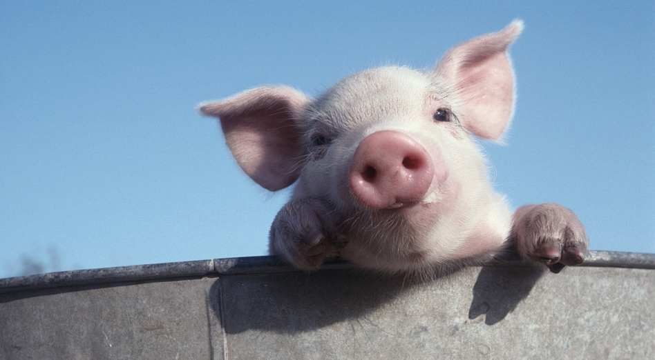 猪价下跌，被拽下神坛的生猪养殖会成为另一次泡沫经济的导火线？