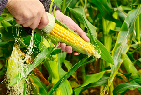 央视一周三次关注玉米价格，进口玉米已订购1700万吨，华北玉米开始降价，年内最大规模饲料涨价潮