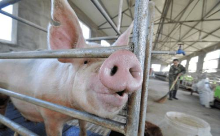 10月26日广东省各市区内三元生猪价格，广东地区猪价先跌后稳定