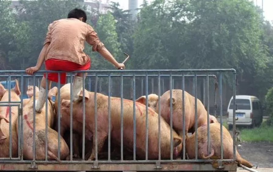 10月26日安徽省各市区土杂猪生猪价格，生猪供过于求，多地猪价跌破14元！