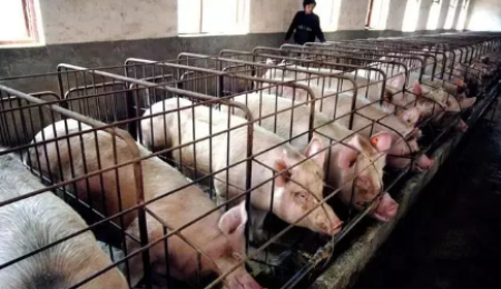 10月26日江苏省各市区内三元生猪价格，江苏上涨地区逐步增多！
