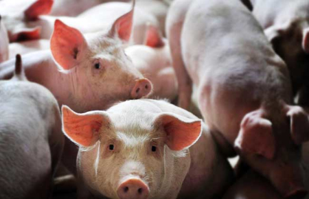 10月26日四川省各市区内三元生猪价格，今日大部分地区止跌企稳，自贡市上涨3.79/公斤！
