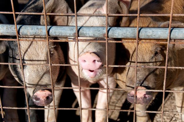 10月26日广西各市区内三元生猪价格，广西地区猪价止跌回升