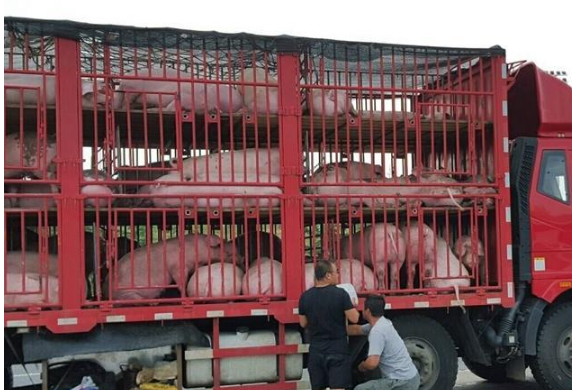 10月26日云南省各市区内三元生猪价格，云南整体下跌现象明显有所放缓！