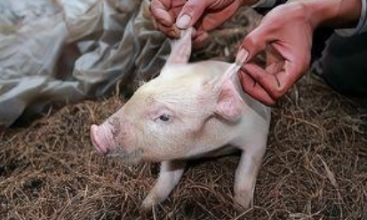 10月26日河北省各市区外三元生猪价格，跌到“低点”，均价跌破14元！