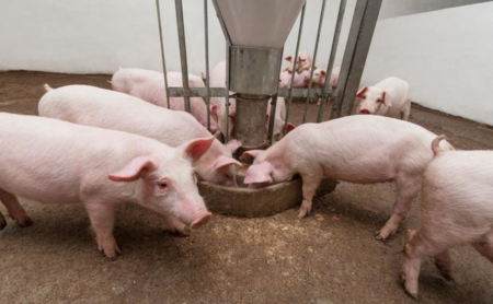 10月27日江苏省各市区土杂猪生猪价格，整体在震荡中下跌！