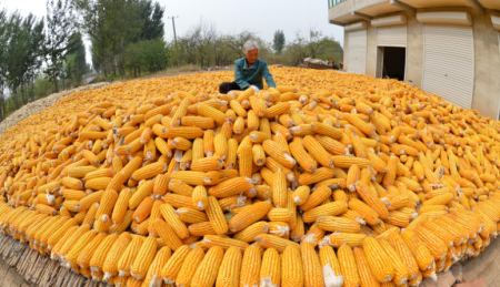 10月27日吉林省各市区玉米价格行情，涨跌互现！吉林地区2涨2跌，幅度不大！