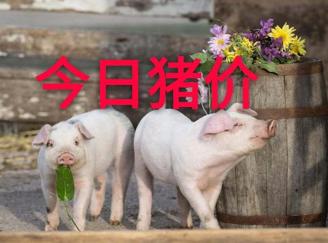 10月27日福建省各市区内三元生猪价格，下跌是大势，厦门猪价依旧“鹤立鸡群”