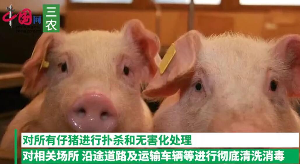 农业农村部：四川省宁南县查出非洲猪瘟疫情，发病14头死亡7头