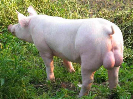 10月27日全国各省市种猪价格报价表，山东种猪价格“傲视群雄”