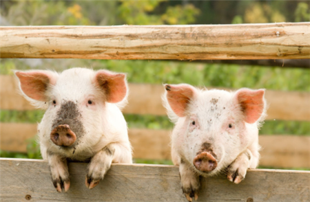 陕西：定边“生猪代养”持续助民增收