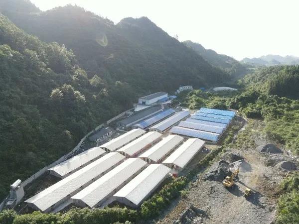 配种后产值达3000万，这个猪场有了急速扩产的底气！（上)