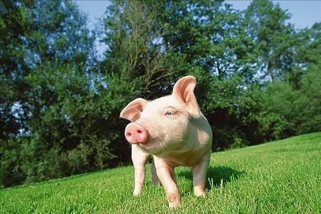 2020年10月28日全国各省市外三元生猪价格，全国大范围上涨，养殖户信心重燃！