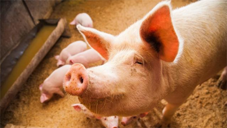 西班牙养猪业：致力于效率和可持续性