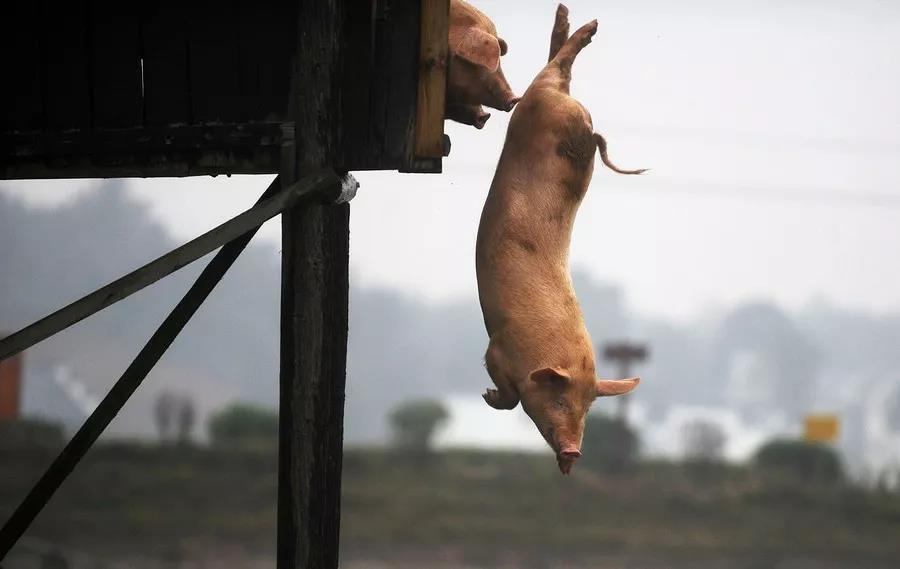 2020年10月28日全国各省市土杂猪生猪价格，猪价下跌为主，整体处于弱势调整状态！