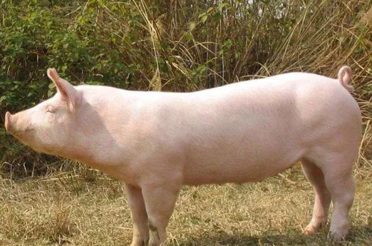 2020年10月30日全国各省市种猪价格报价表，山东诸城种猪价格为9000元/头！