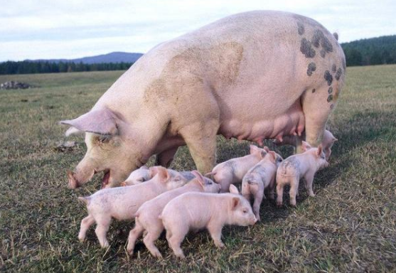 母猪生产
