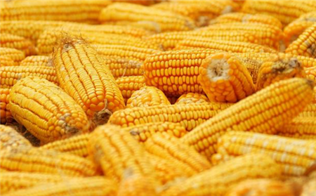 11月2日饲料原料：相关部门不断提醒玉米风险，豆粕震荡几率高
