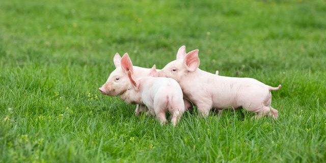 2020年11月3日全国各省市10公斤仔猪价格行情报价，跌幅减弱，全国最低价为700元/头