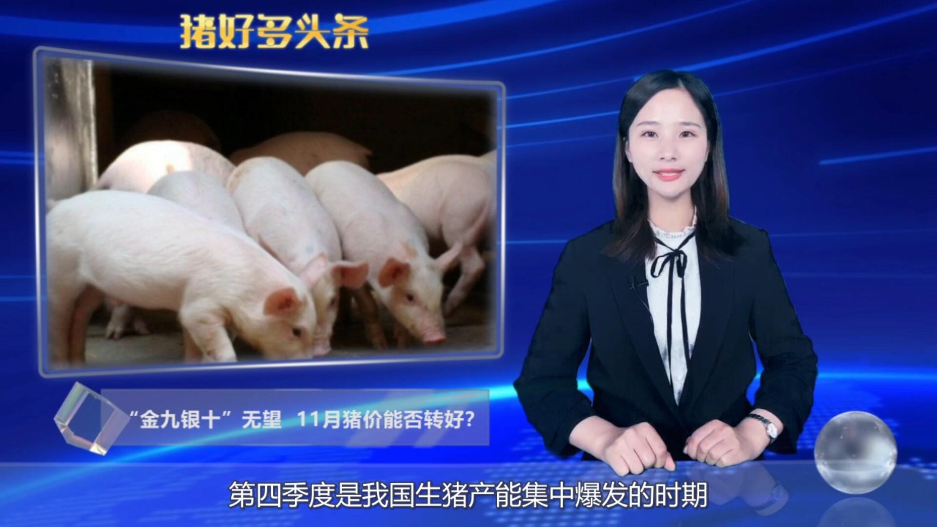  “金九银十”无望，11月猪价能否转好？3个消息还你满意答卷！