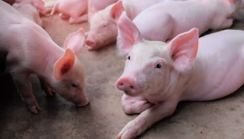 新希望：年800万头生猪出栏确定完成，肉制品熟食保持56%增长