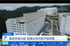 扬翔楼房猪场再上央视，凭实力优秀！