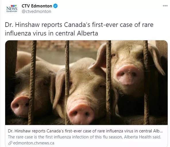 突发! 加拿大首次出现罕见猪流感病毒，已有人感染确诊！