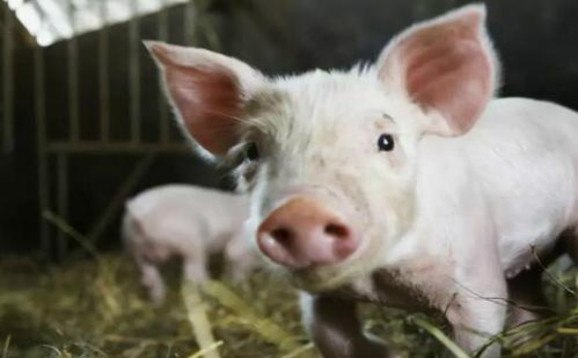 刚刚通报！山东德州发现 1 份进口冷冻猪肉制品外包装核酸检测呈阳性