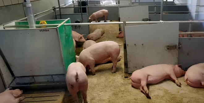减少抗生素的一点其它思考，养猪业健康可持续发展