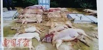 病猪