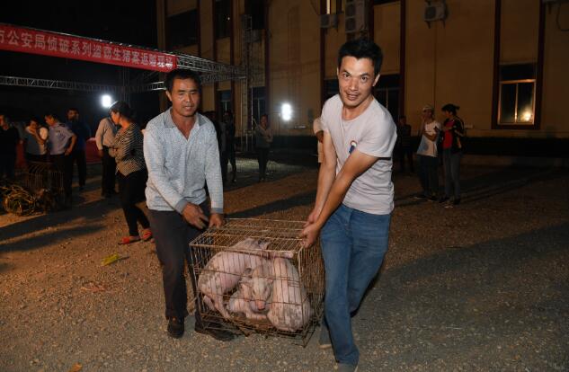 广东：化州警方端掉“两广”特大偷猪团伙，拘了6嫌犯缴获生猪20多头