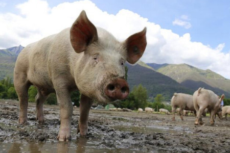 双汇拟建设生猪养殖项目并设立子公司