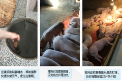养猪新模式：合伙养猪630头，可赚近40万